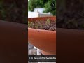 🐞 Die Marienkäferlarve Nützling oder Monster? 🧐