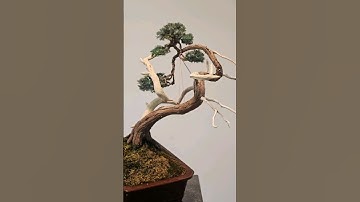 Do you like the angle change?🥹 #bonsai #transformation #guy #wire #fyp #bend #prune #adjust #pads