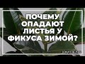 Почему опадают листья у фикуса зимой? | toNature.Info