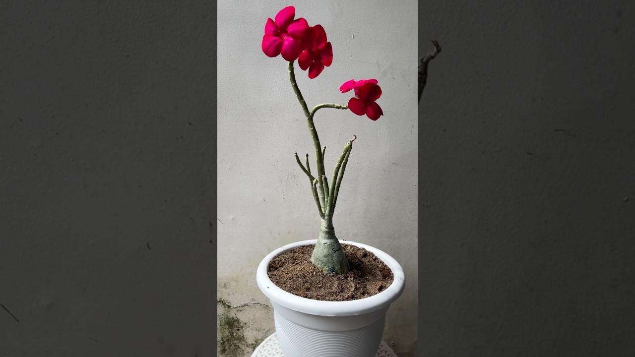 Adenium swazicum hybrid flowerimg desertrose adenium 