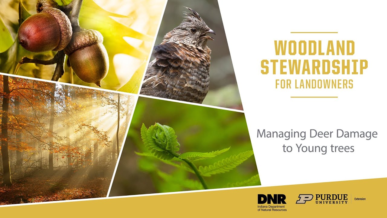 Woodland Stewardship for Landowners: Managing Deer Damage to Young trees