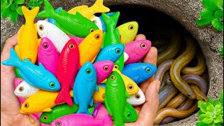 Catch Beautiful Tropical Rainbow Fish in Small Pond, Eel, Goldfish, Koi, Molly, Baby Turtles, Guppy