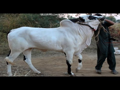Bull No 1 Of Fauji Mirwaal || MASHALLAH || 2019 Collection