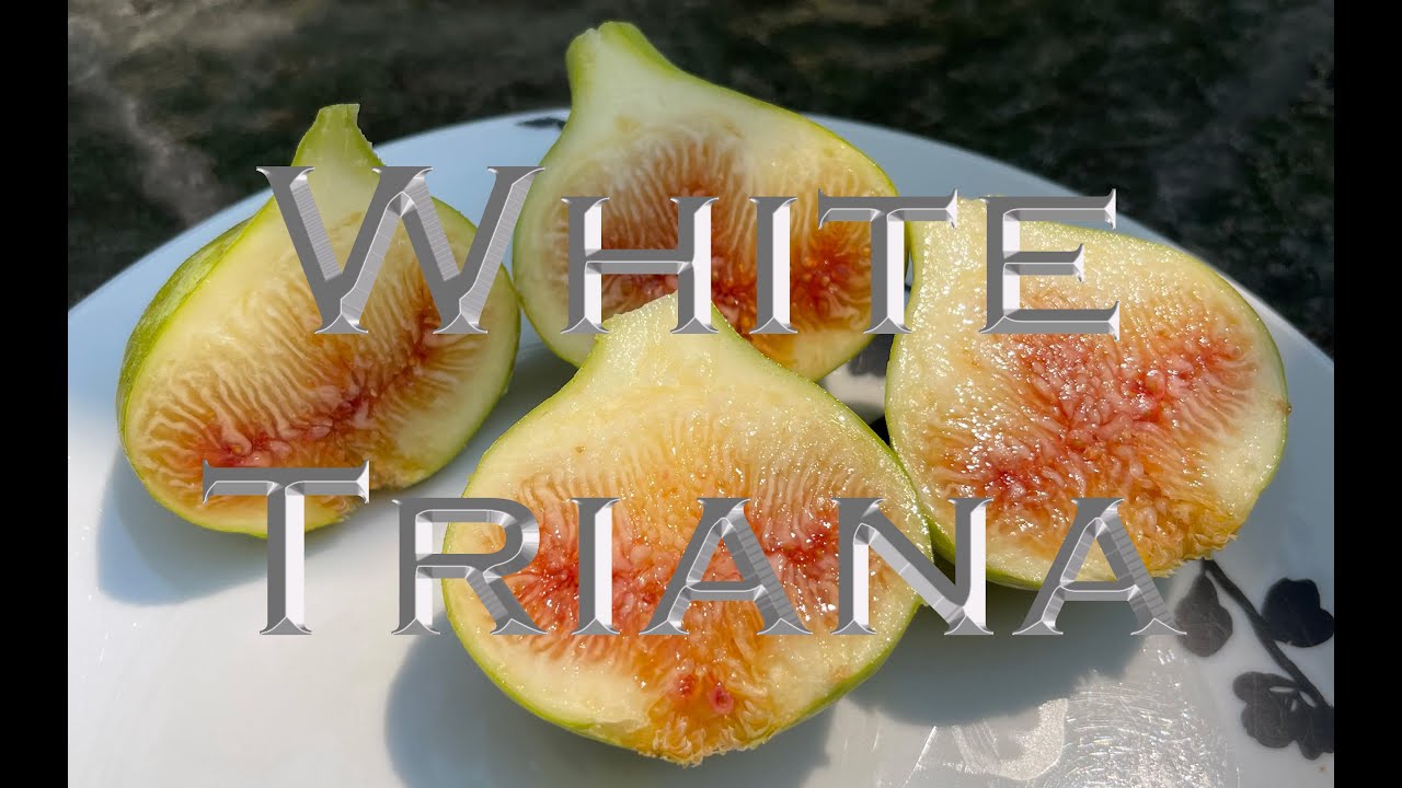 White Triana - YouTube