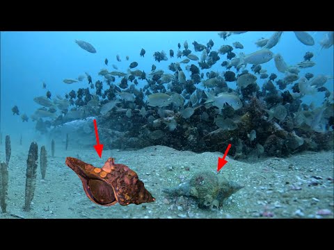 Video Gặp Ốc Quý Hiếm Lặn Biển Ở Điểm Tàu Đấm Chìm Gặp Được... - youtube