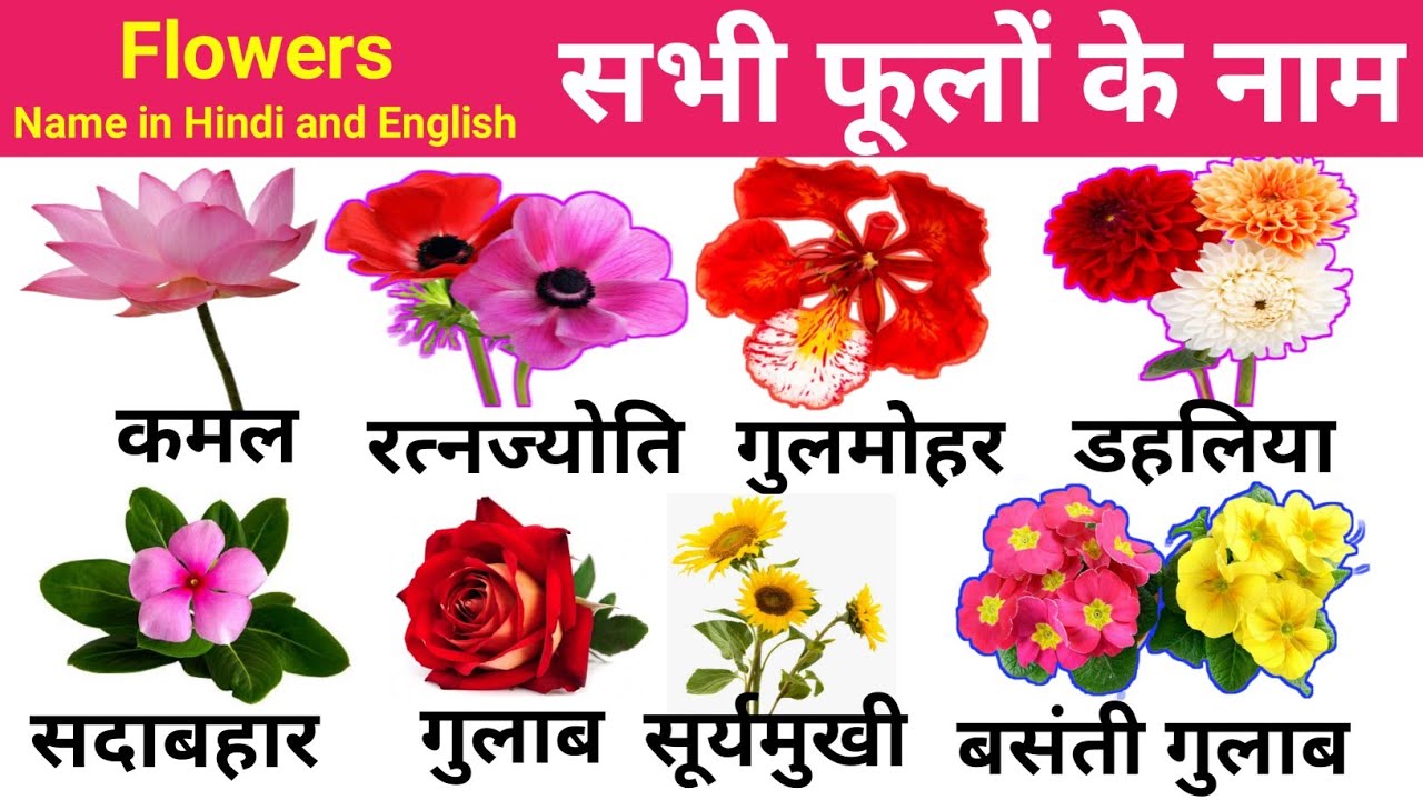 Flowers Names In Hindi And English Flowers Of The World फ ल क न म ह न द म Youtube