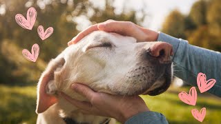 7 Signs your dog loves you as much as you love them!