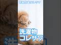 洗濯物コレサワ🐶作詞:作曲:コレサワ