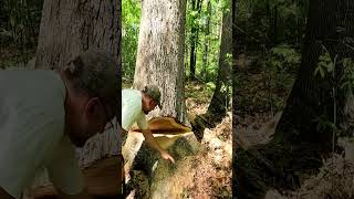 Felling a Massive Oak Tree for High-Grade Lumber