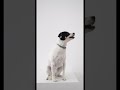 #shorts #viral #foryou #trending #trendingshorts #dog #animals #funnyvideo #funnyanimals #petlover