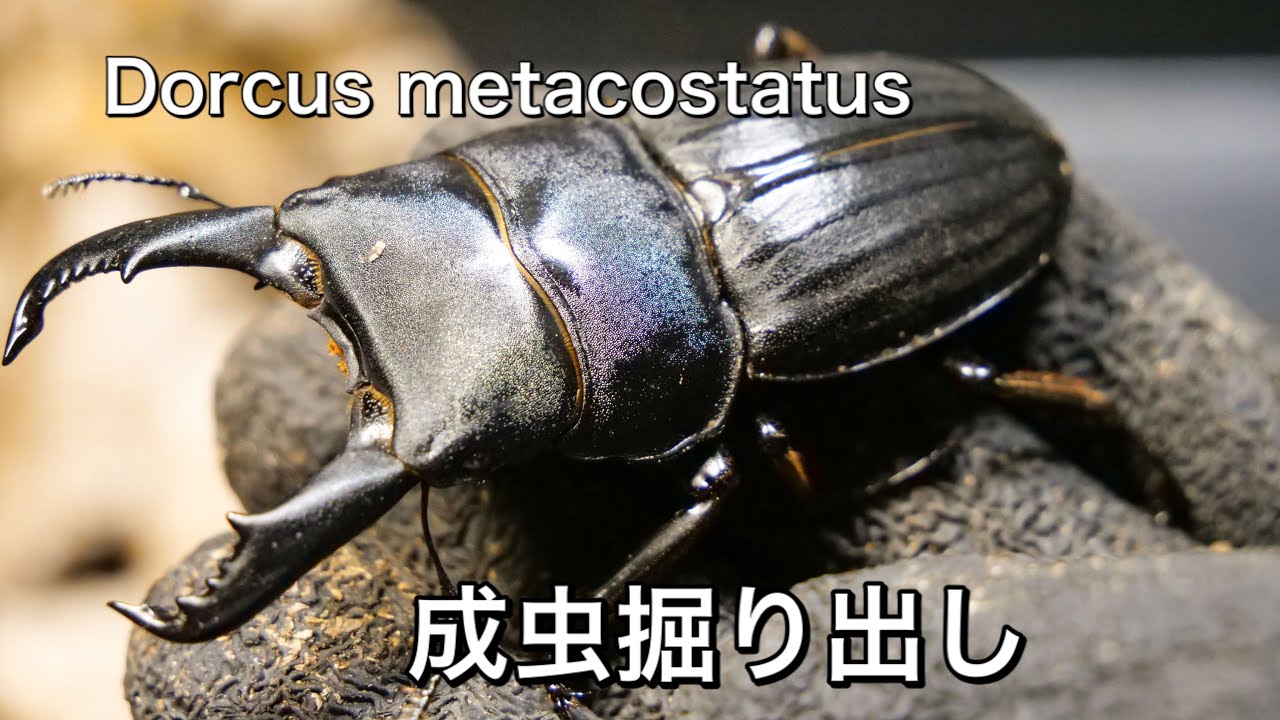 スジブトヒラタ】日本固有種のきれいなクワガタを掘ってみました