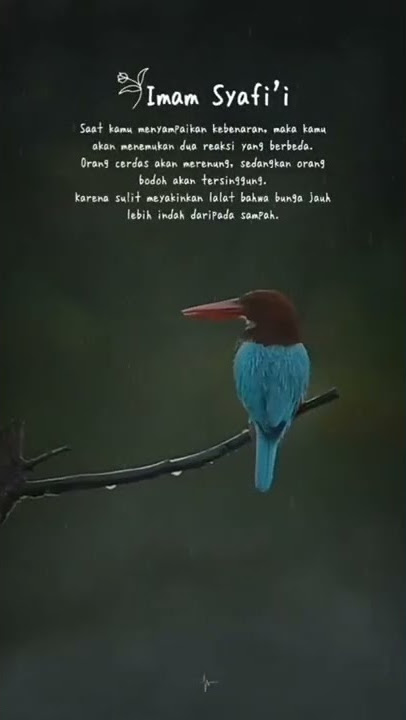 STATUS WA 30 DETIK || Orang cerdas & orang bodoh
