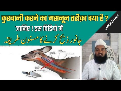 Qurbani karne ka sunnat tariqa dekhiye.قربانی کا مسنون طریقہ اور اس کے آداب۔مفتی عاشق پھلتی ندوی