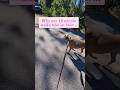 Whatever makes her happy #shorts #dogs #dogadventures