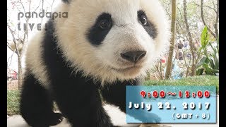 Pandapia live 20170722 2015/2016/2017級熊貓寶寶成長直播
