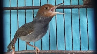 Prenjak gacor voor PIKAT en VOCAL TEACHER