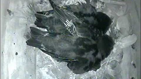 Common Swift chicks preening in nest box July 2014