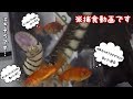 水蛇に金魚を与えてみたら迫力がヤバすぎた