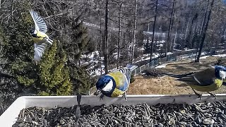 Sýkorky A Slnečnice Vyšné Hágy