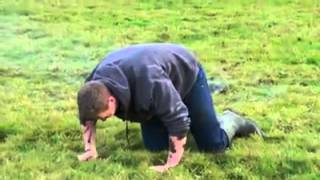 Exploding cow pie