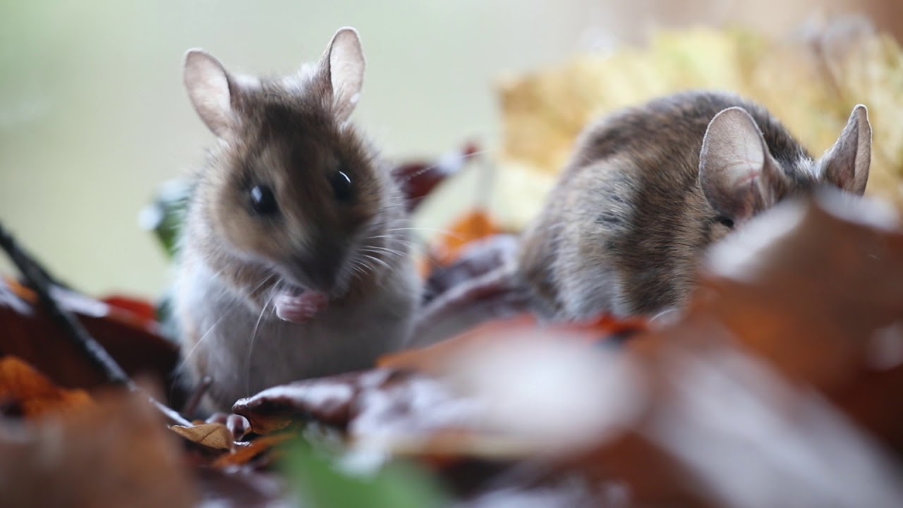 Waldmaus Wood Mouse
