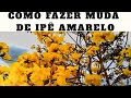 COMO FAZER MUDAS DE IPÊ | MÉTODO INFALÍVEL