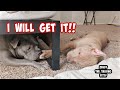 Talking Pitbull Fights Brother For His Ball! Best Dogs On YouTube!!
