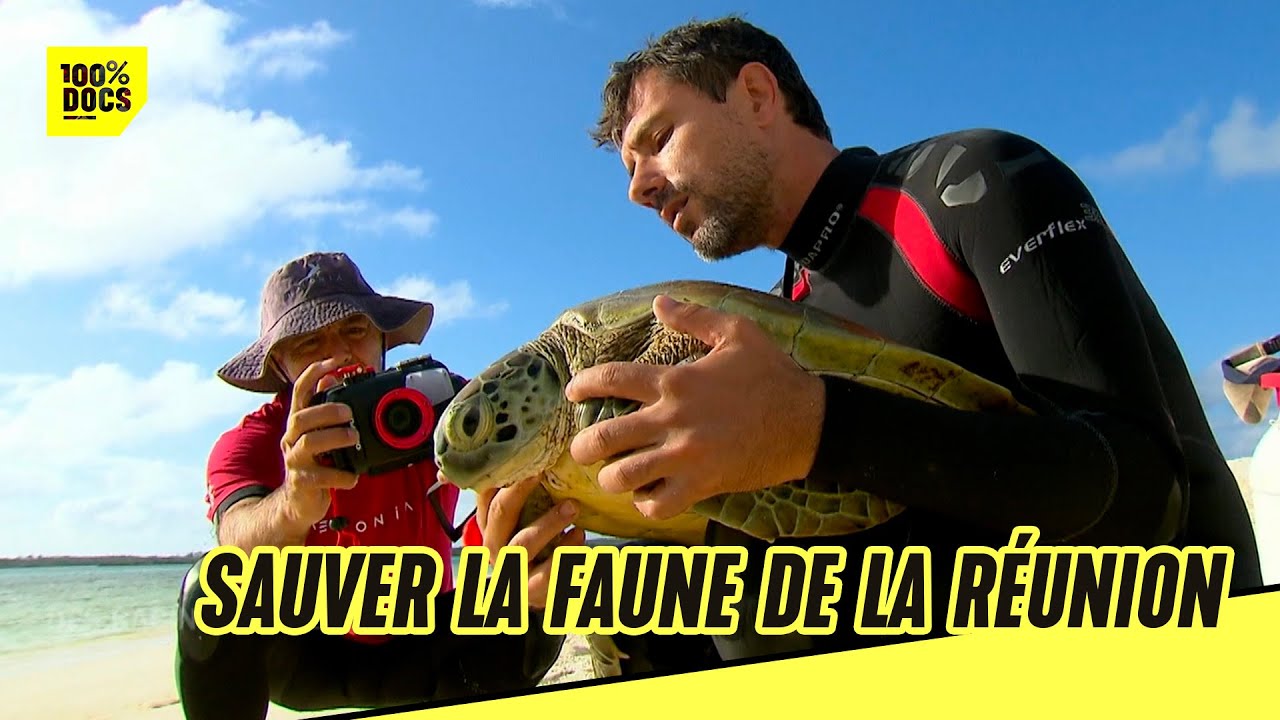 Ils sauvent les tortues de la Réunion