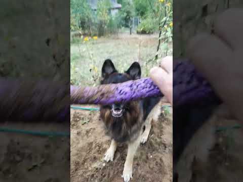 Как научить собаку