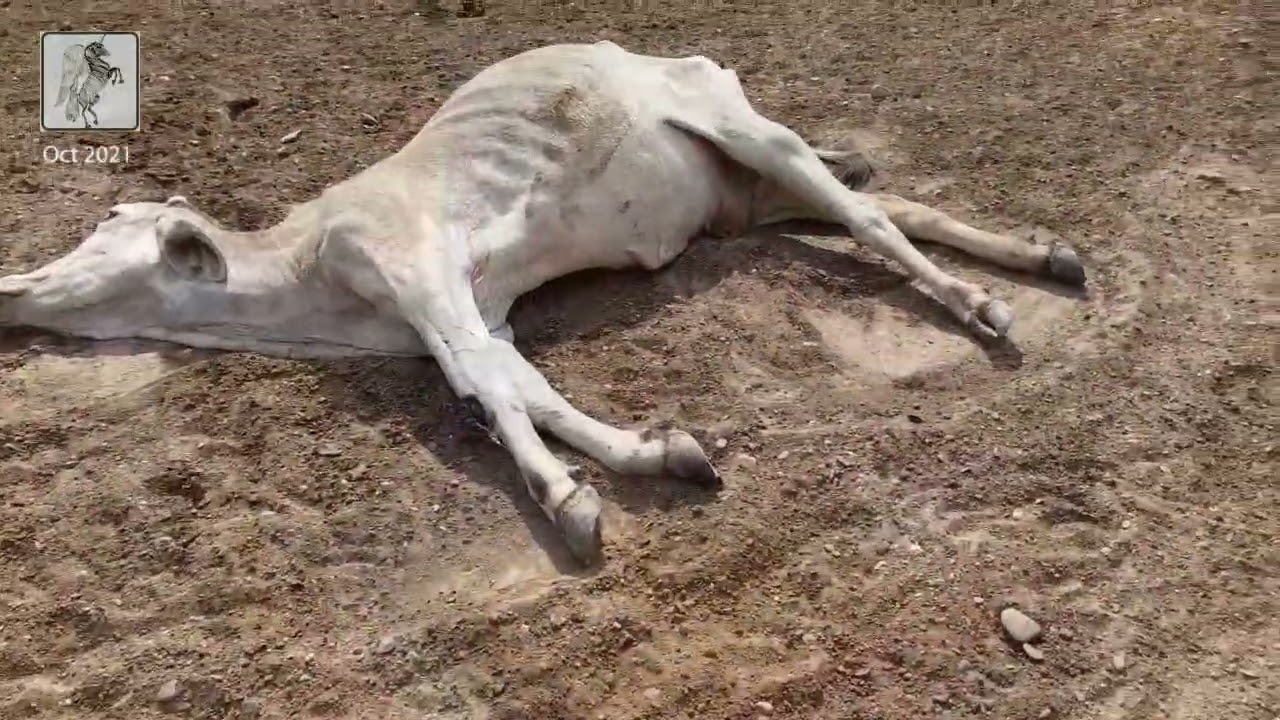 2021 10 28 morir de sed