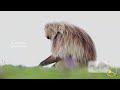 ኤርትራውያን ስደተኛታት ኣብ ሰሜን ጎንደር፡ ዳባት- ኣለም-ዋጭ፡Eritrean refugees in North Gondar: Dabat – Alemwach.