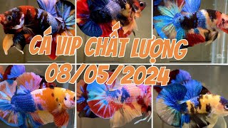 Đợt cá TUYỂN CHỌN MÀU ĐẬM ĐẸP || ngày 08/05/2024 🌈🌈❤️