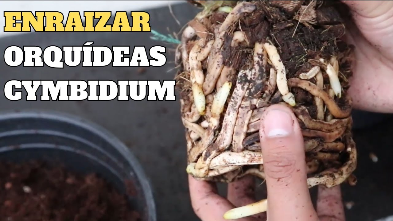 ENRAIZAR Orquídeas Cymbidium en Trasplante con Fibra de Coco