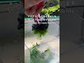 👆本編aquarium vlog #アクアリウム #熱帯魚 #水槽部屋 #苔取り