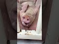 Tired Pig Snoring Loudly in the Truck 😴🐷 | Funny Pig Moment