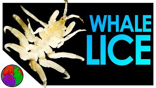 What S On A Whale  Whale Lice