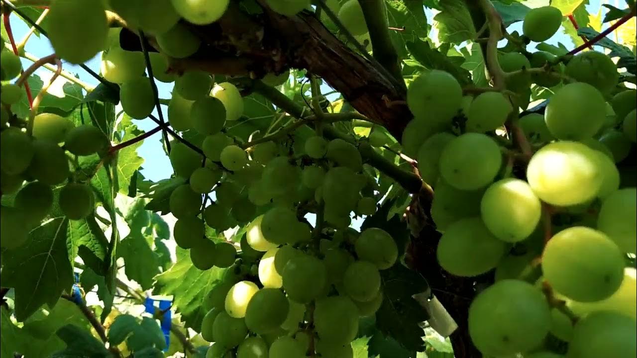 Виноград эльдорадо описание сорта фото отзывы