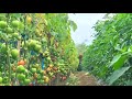 pertanian cabe modern indonesia ,CMK LOKAL SELUPU REJANG BENGKULU