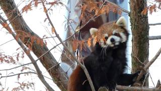 20111214 樹の上でくつろぐコト(古都) 京都市動物園 レッサーパンダ