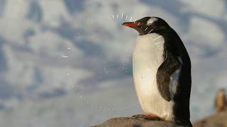 x50 - Penguin