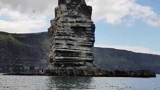 Seabird colonies at the Cliffs of Moher