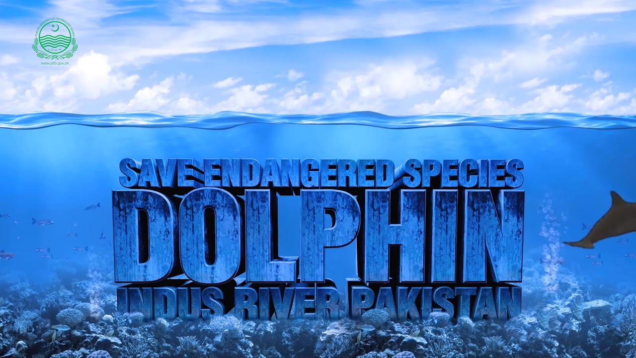 Save endangered species Indus River Pakistan - Sajjad - YouTube