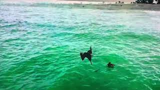 Pelican diving slow motion Florida