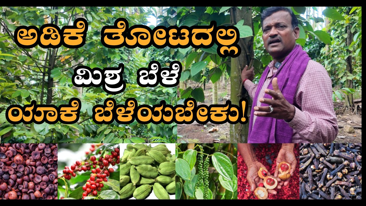 ಅಡಿಕೆ ತೋಟದಲ್ಲಿ ಮಿಶ್ರ ಬೆಳೆ ಯಾಕೆ ಬೆಳೆಯಬೇಕು ಇಲ್ಲಿದೆ ಮಾಹಿತಿ | Intercropping in arecanut #adike #coffee