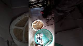 Ayam Kampung Asli Perawan Pertama Kali Menetas