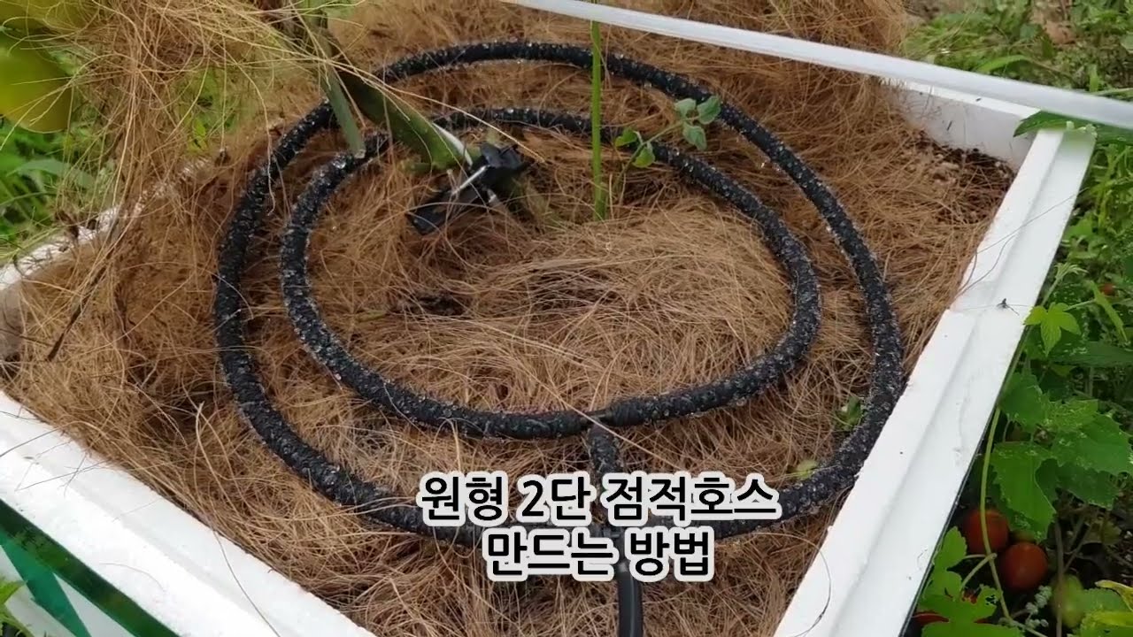 점적호스로 블루베리 물주기 제대로 하기