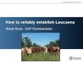 How to reliably establish leuceana.