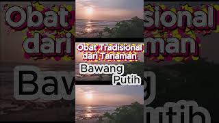 Obat Tradisional dari Tanaman Bawang Putih