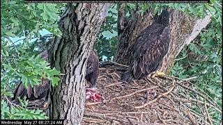 Dale Hollow Eagle Camera Live Stream