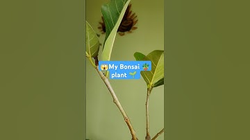 | My first Bonsai plant🌱 | #shortvideo #viralvideo #gardening #plants #bonsai